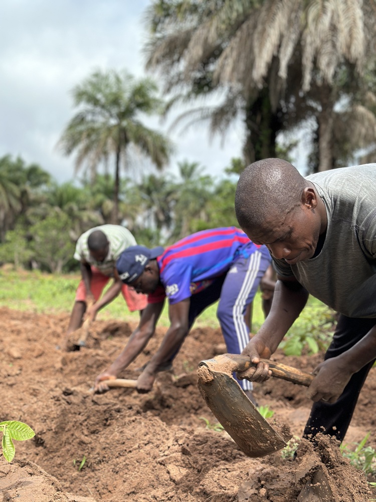 DNS Cultivo Agrícula 2025 1