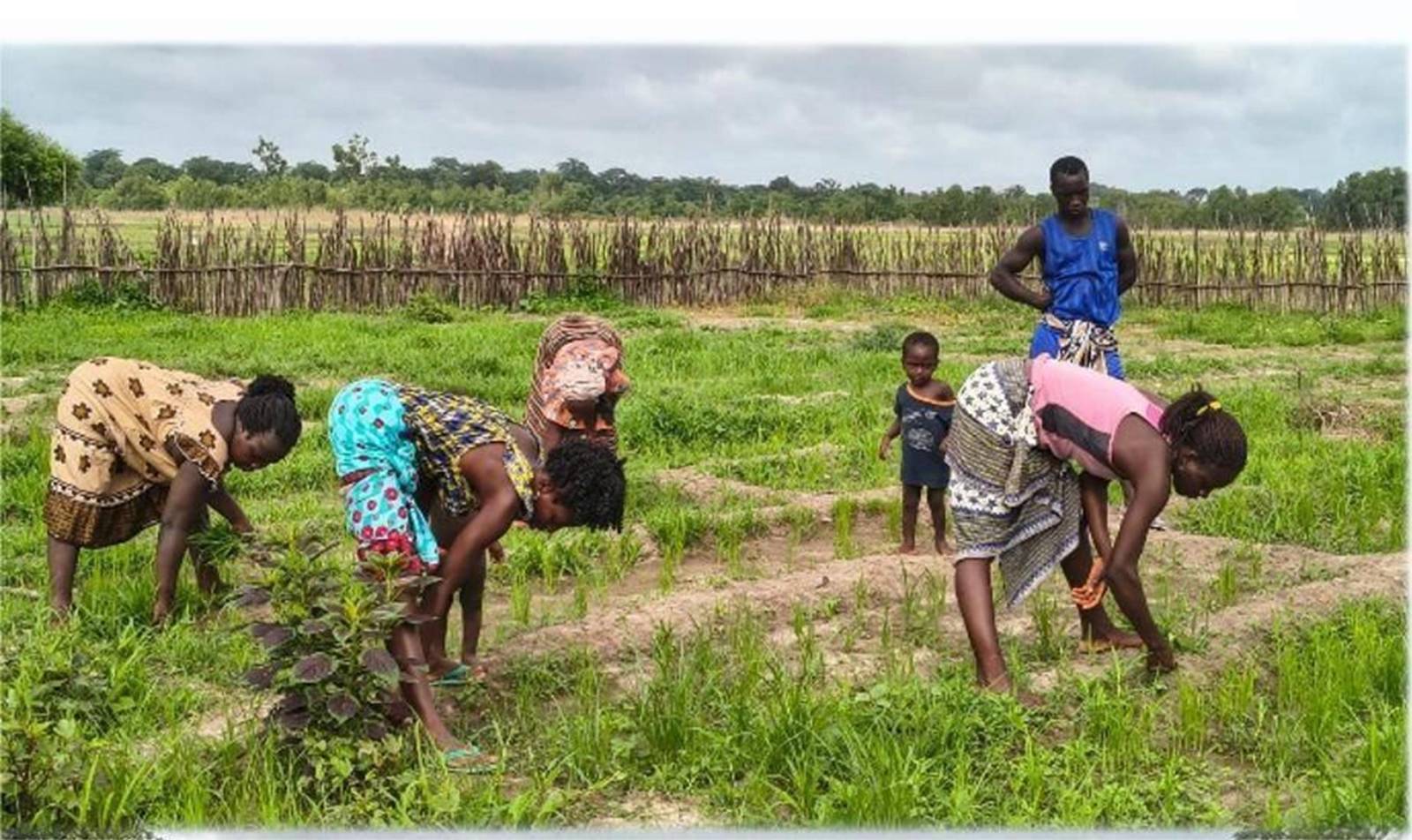 Agriculture Climate Adaptation Project in Northwest Guinea Bissau